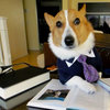 Lawyer Dog Lawyer Dog