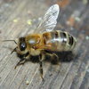 Bees Bees