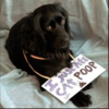 Dogshaming