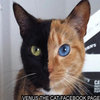Venus the Two Faced Cat Venus the Two Faced Cat