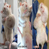 monsanto's rats monsanto's rats