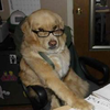 Financial Advice Dog Financial Advice Dog