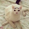 Eyebrow Cat Eyebrow Cat