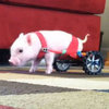 Chris P. Bacon Chris P. Bacon