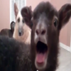 accepting goat
