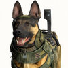 Call of Duty Dog Call of Duty Dog