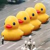 Big Yellow Duck Big Yellow Duck