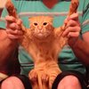 Dubstep Cat Dubstep Cat