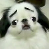 Dogs with Eyebrows Dogs with Eyebrows