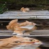Wanted a nice picture of my cat, got this instead Wanted a nice picture of my cat, got this instead