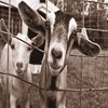 Goats Goats