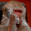 Getty Images Baboons