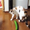 Cats vs. Cucumbers