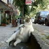 Tombili / Chill Cat