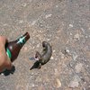 Friday Lizard
