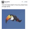 Toucannon's Anger