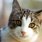 Photo_cat2