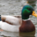 Mallard