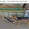Fastdoge