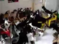 Cat-mosh-pit