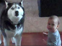 Huskybaby