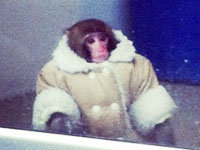 Ikeamonkey