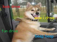 Shiba Confessions
