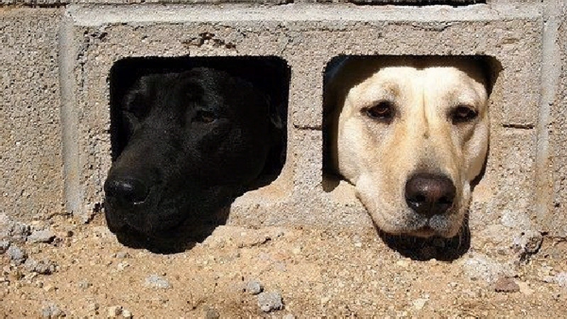 Knights and Knaves: Canine Edition