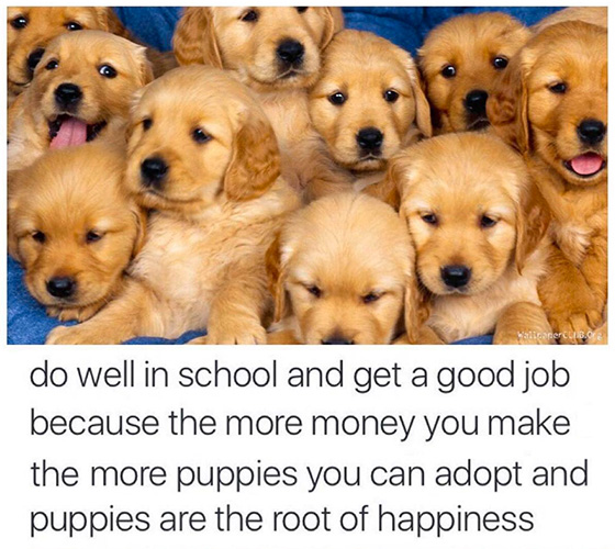 In Pursuit of Puppiness