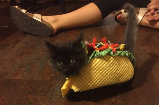 You Have Been Visited By Taco Cat
