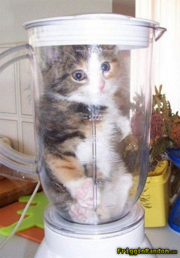 [Image 27796] Will it Blend? Know Your Meme