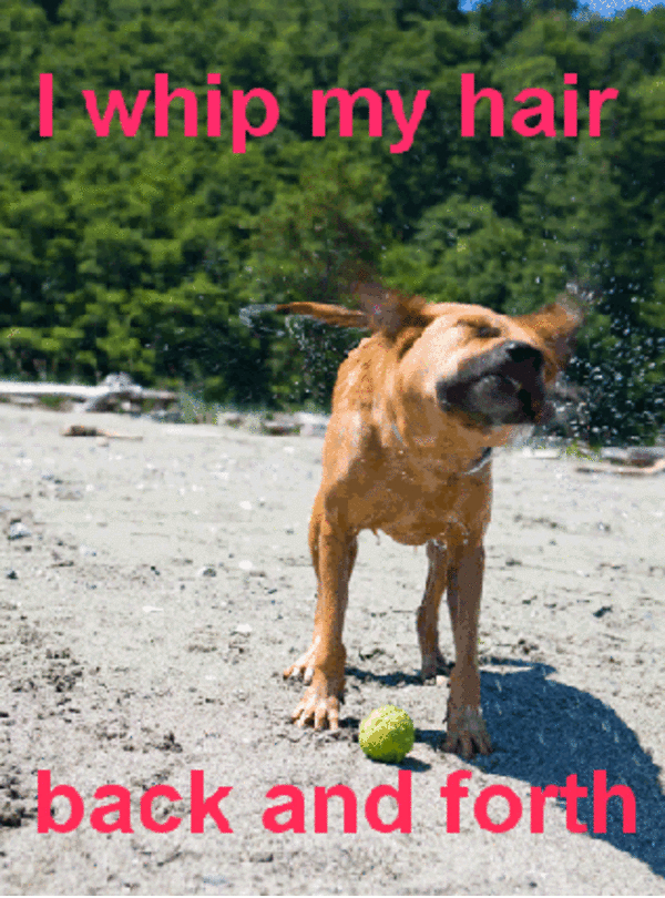 [Image 78681] I Whip My Hair Back and Forth Know Your Meme
