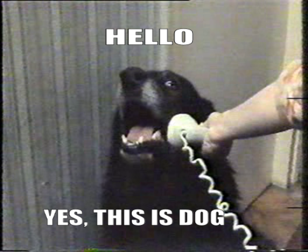 HELLO YES THIS IS DOG