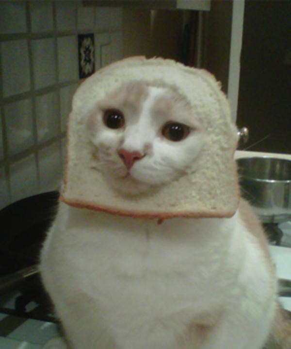 [Image 243054] Cat Breading Know Your Meme