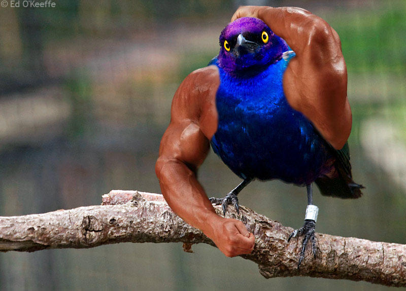 [Image 383142] Birds with Arms Know Your Meme