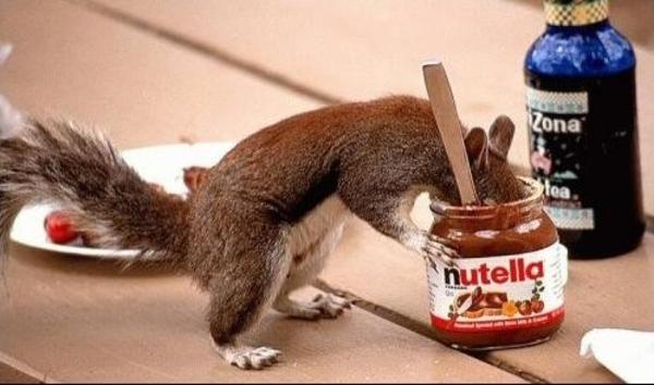Squirrel Eating Nutella | Nutella | Know Your Meme
