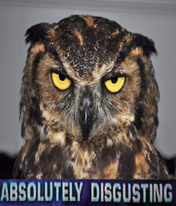 [Image 742742] Absolutely Disgusting Know Your Meme