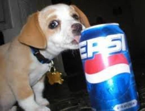 Funny Dog Eat A Pepsi