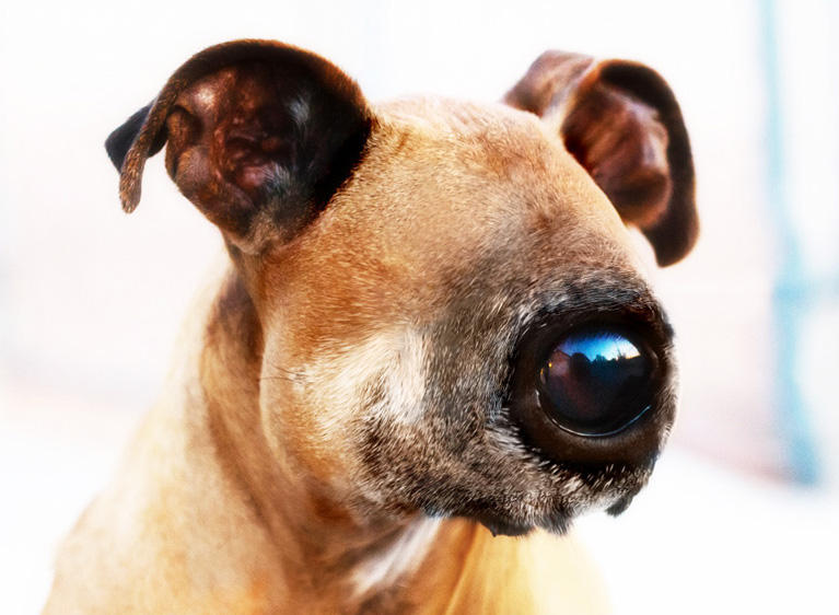 All Seeing Eye Dog Fifth World Know Your Meme