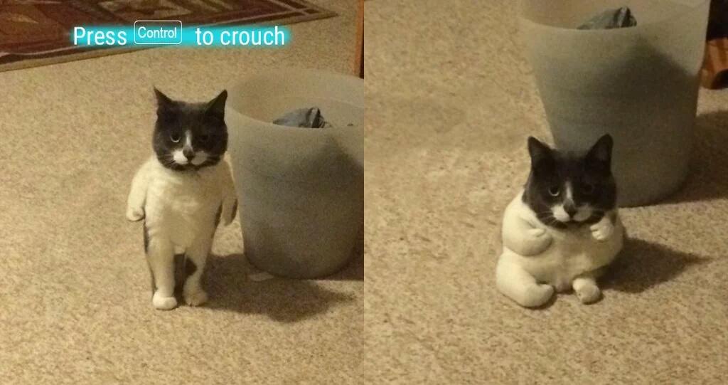 Crouch Cats Know Your Meme