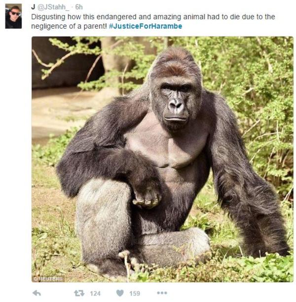 #JusticeForHarambe Tweet | Harambe the Gorilla | Know Your Meme
