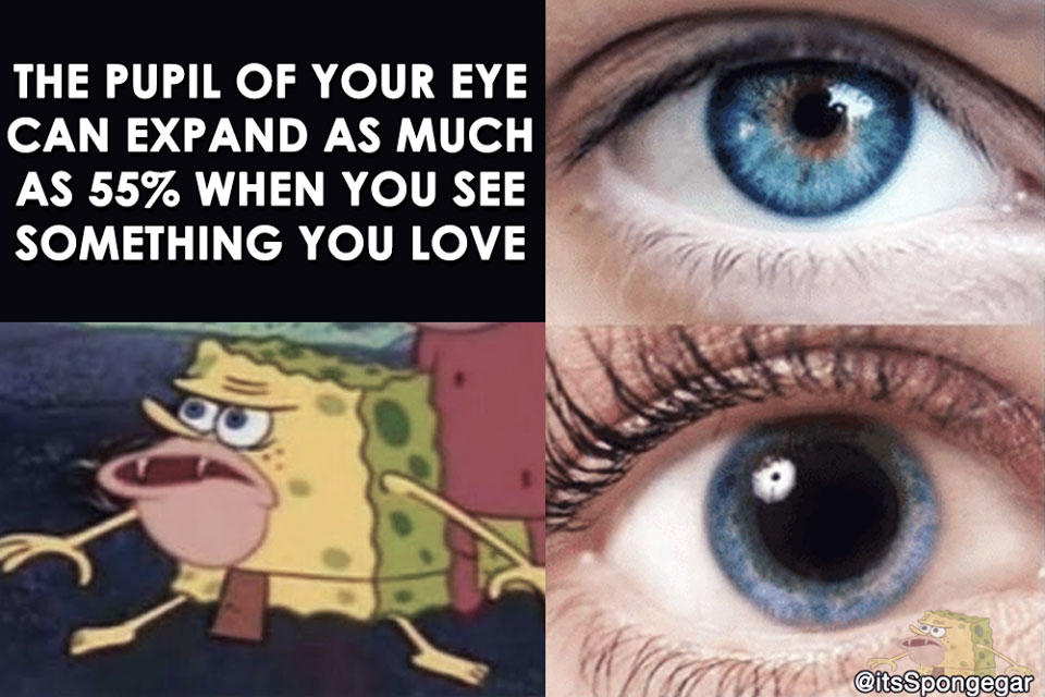 Spongegar Expanding Pupil Know Your Meme