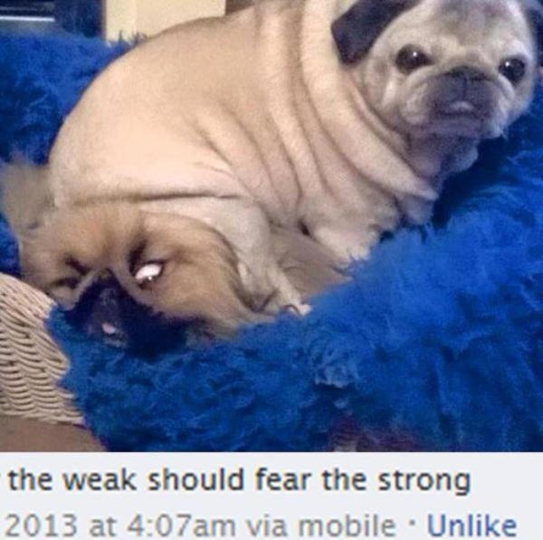 Image result for the weak should fear the strong