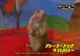 Dramatic Chipmunk