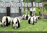 Om Nom Nom Nom