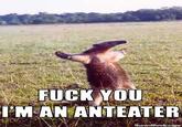 I'm an Anteater!!!