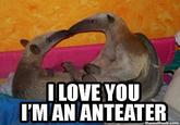 I'm an Anteater!!!