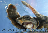 A Winner Is You