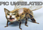 Picture Unrelated