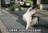 LOLcats